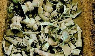 青铜树有感 青铜树修复后将展出