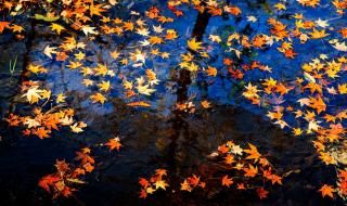 月光所照皆是故乡布满思念意思 月光所照皆是故乡